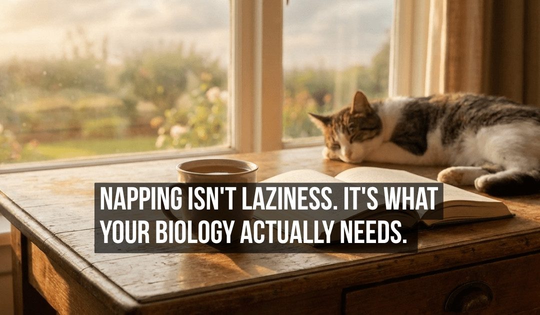 Why Napping Is Not Laziness but the Biological Optimization Your Brain Actually Needs